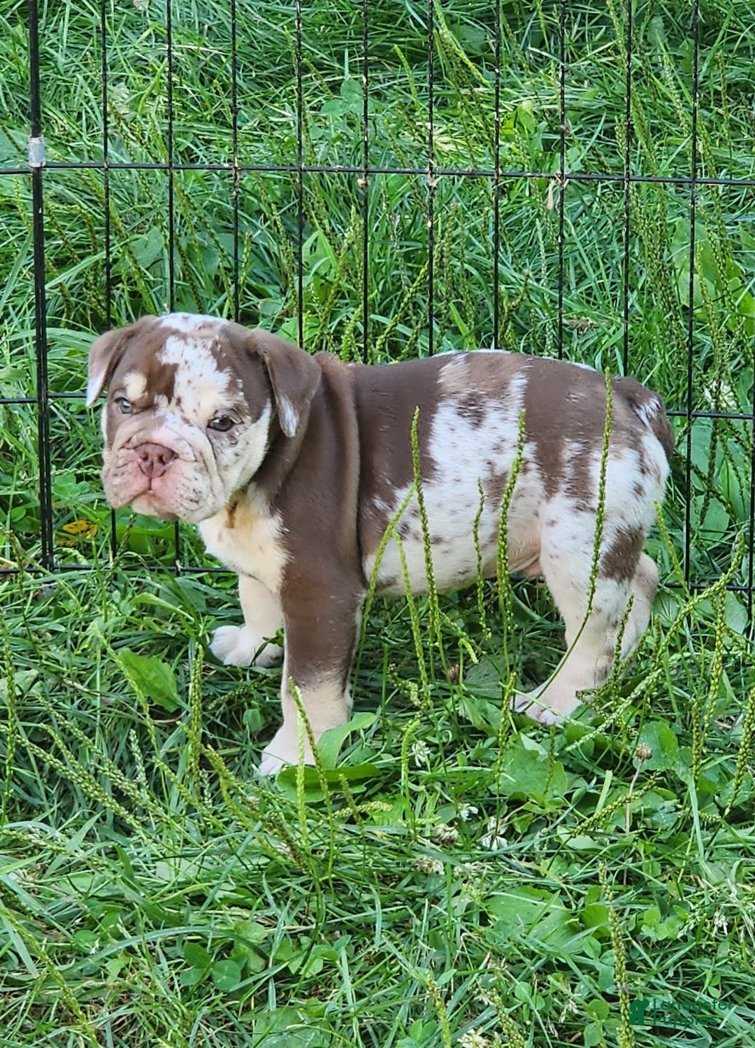 English Bulldog dogs for sale: Rocky - Image 12