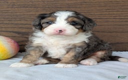Mini Bernedoodle dogs for sale: Bluey - Image 14