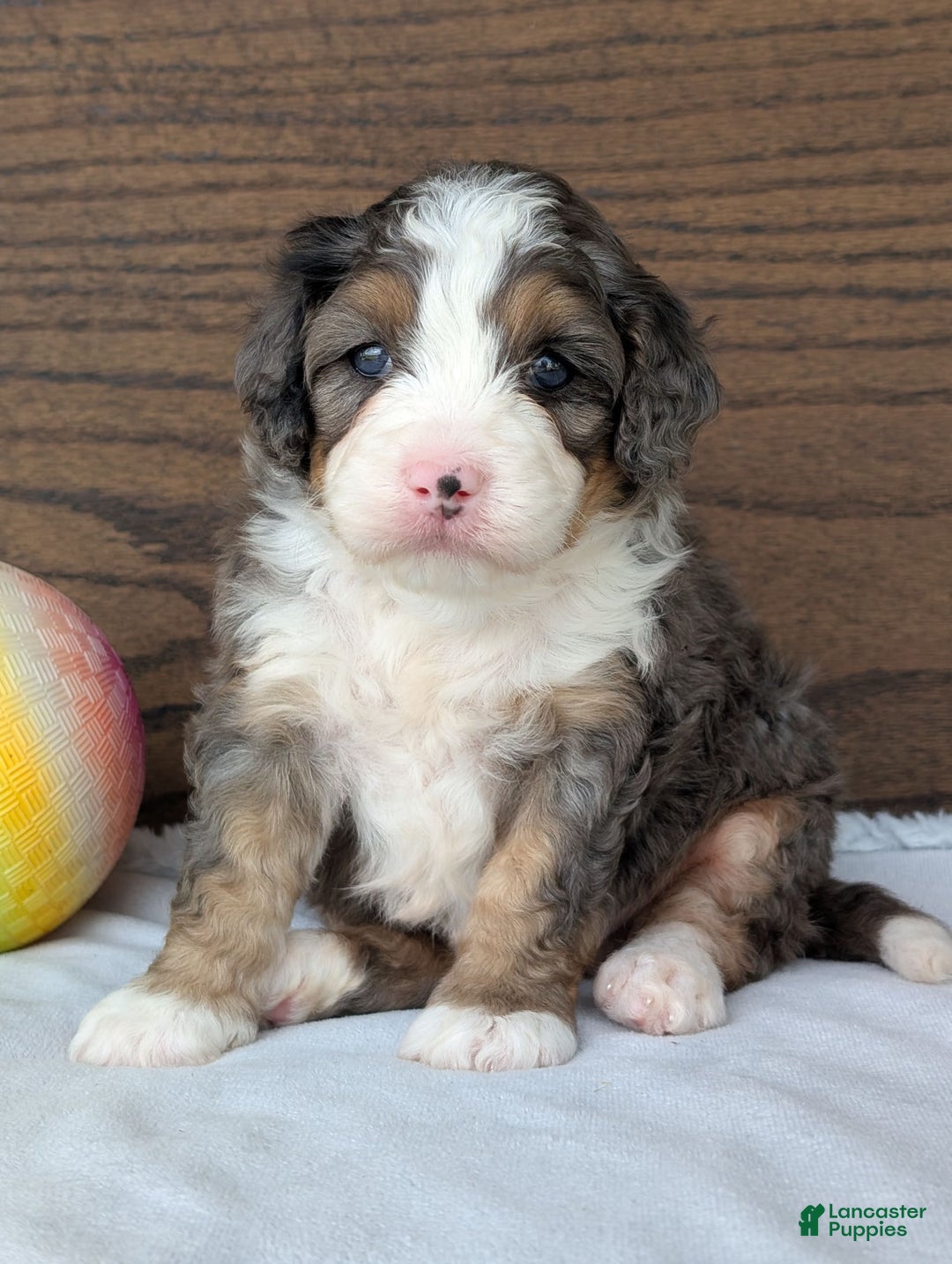 Mini Bernedoodle dogs for sale: Bluey - Image 14