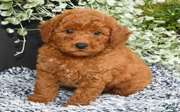 Miniature Poodle dogs for sale: Romeo - Image 6