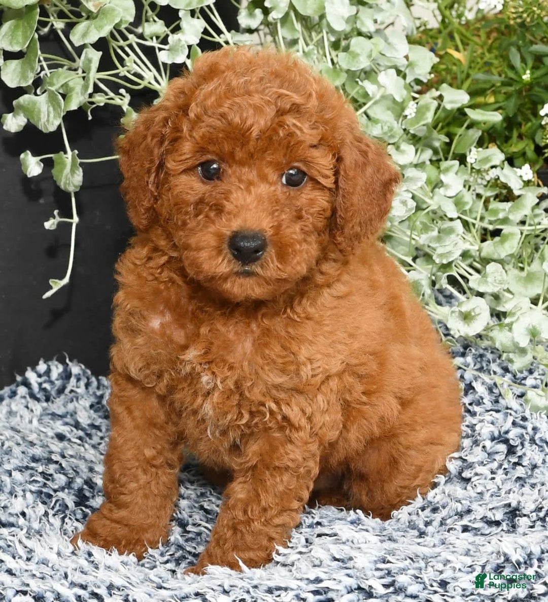 Miniature Poodle dogs for sale: Romeo - Image 6