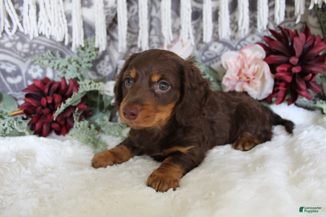 Miniature Dachshund dogs for sale: Gilbert - Image 6