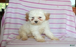 Cockapoo dogs for sale: Lily - Image 6