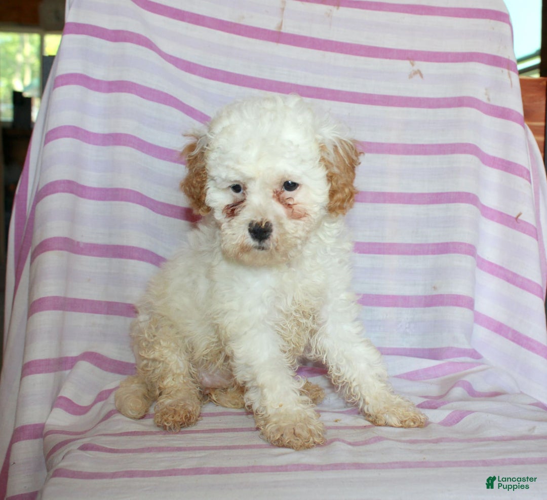 Cockapoo dogs for sale: Lily - Image 6
