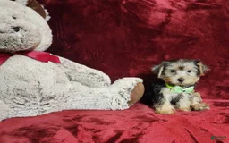 Yorkshire Terrier dogs for sale: Kiwi - Image 5