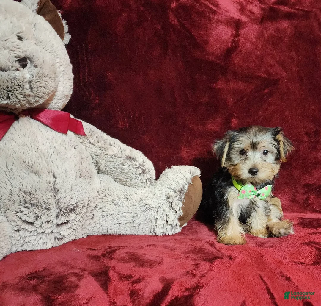 Yorkshire Terrier dogs for sale: Kiwi - Image 5