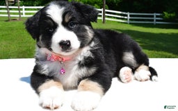 Miniature Australian Shepherd dogs for sale: Julie - Image 8