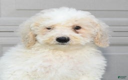 Maltipoo dogs for sale: Riley - Image 8