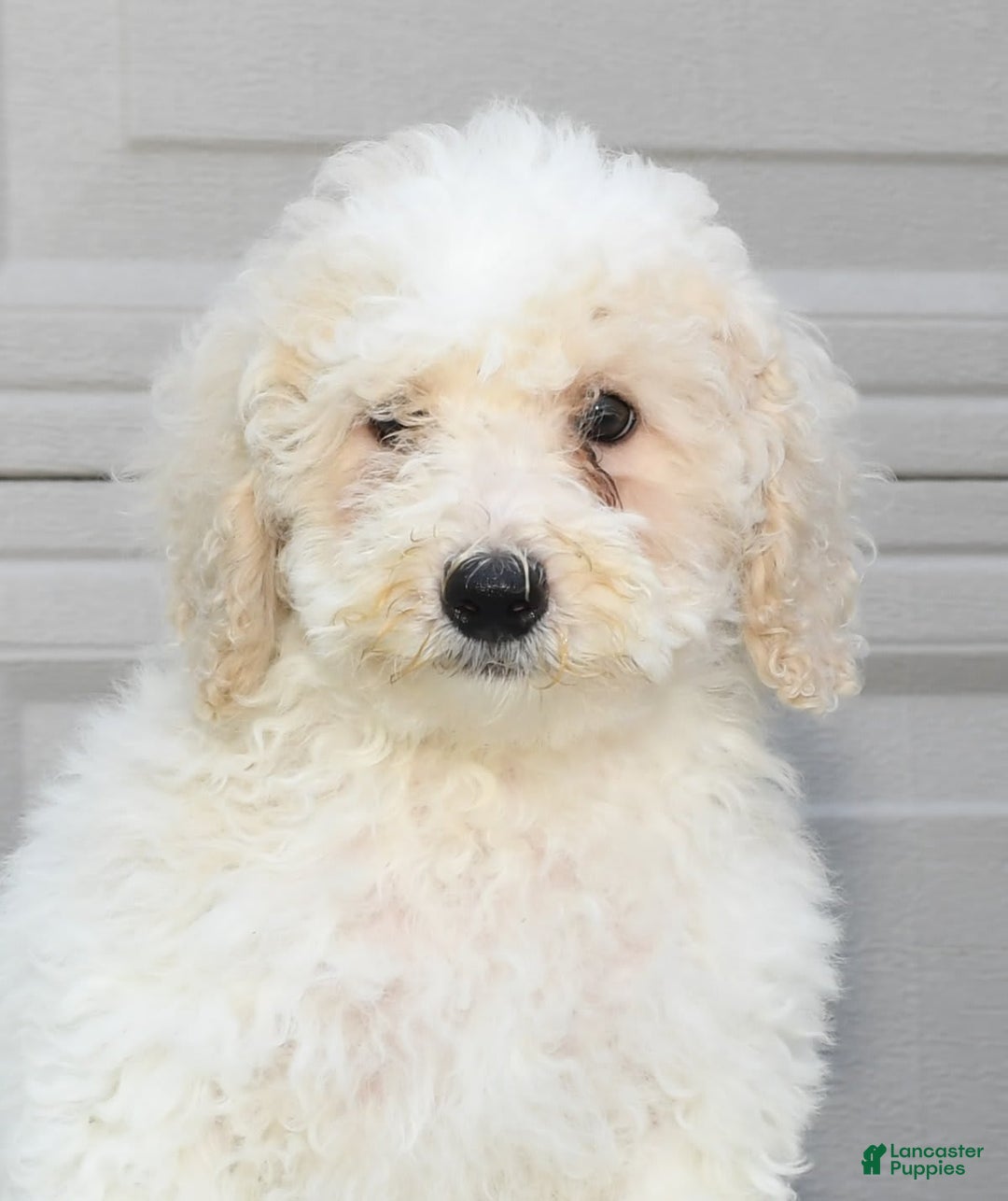 Maltipoo dogs for sale: Riley - Image 8