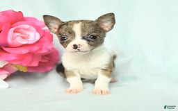 Chihuahua dogs for sale: Toby - Image 3