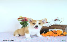 Welsh Corgi Pembroke dogs for sale: Hope - Image 12