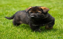 German Shepherd dogs for sale: Greta - Image 10