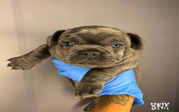 French Bulldog dogs for sale: French Bulldog 4 puppies - Image 3