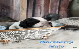 English Springer Spaniel dogs for sale: Blackberry - Image 1