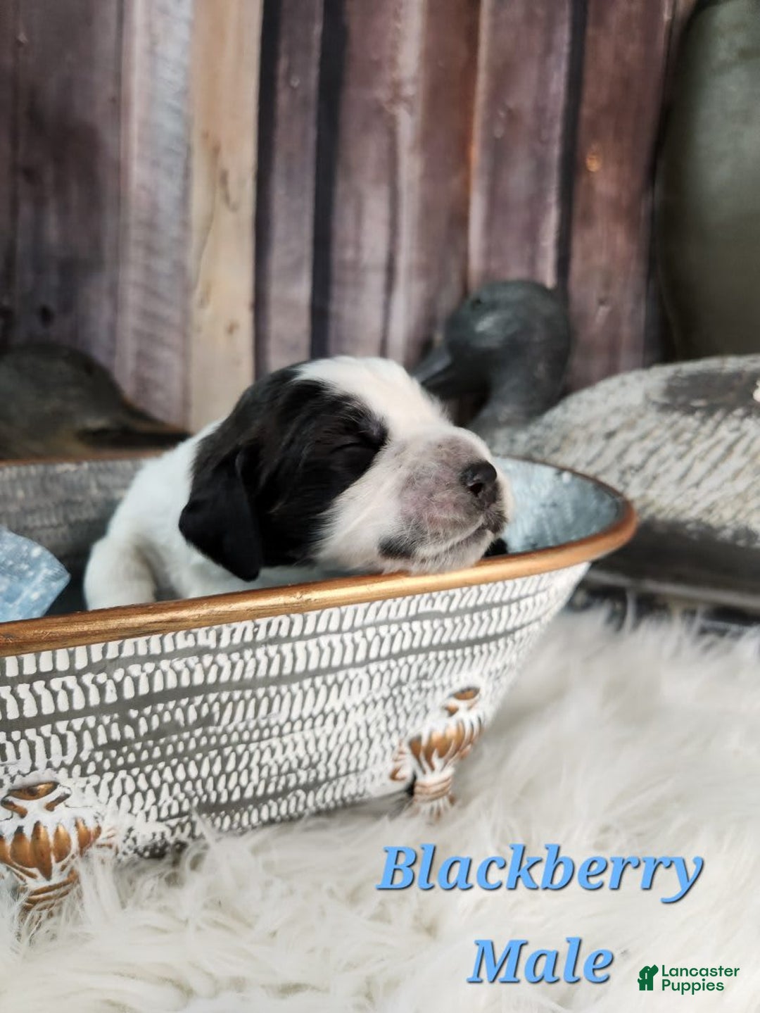 English Springer Spaniel dogs for sale: Blackberry - Image 1