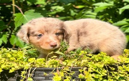 Miniature Australian Shepherd dogs for sale: Louie - Image 2