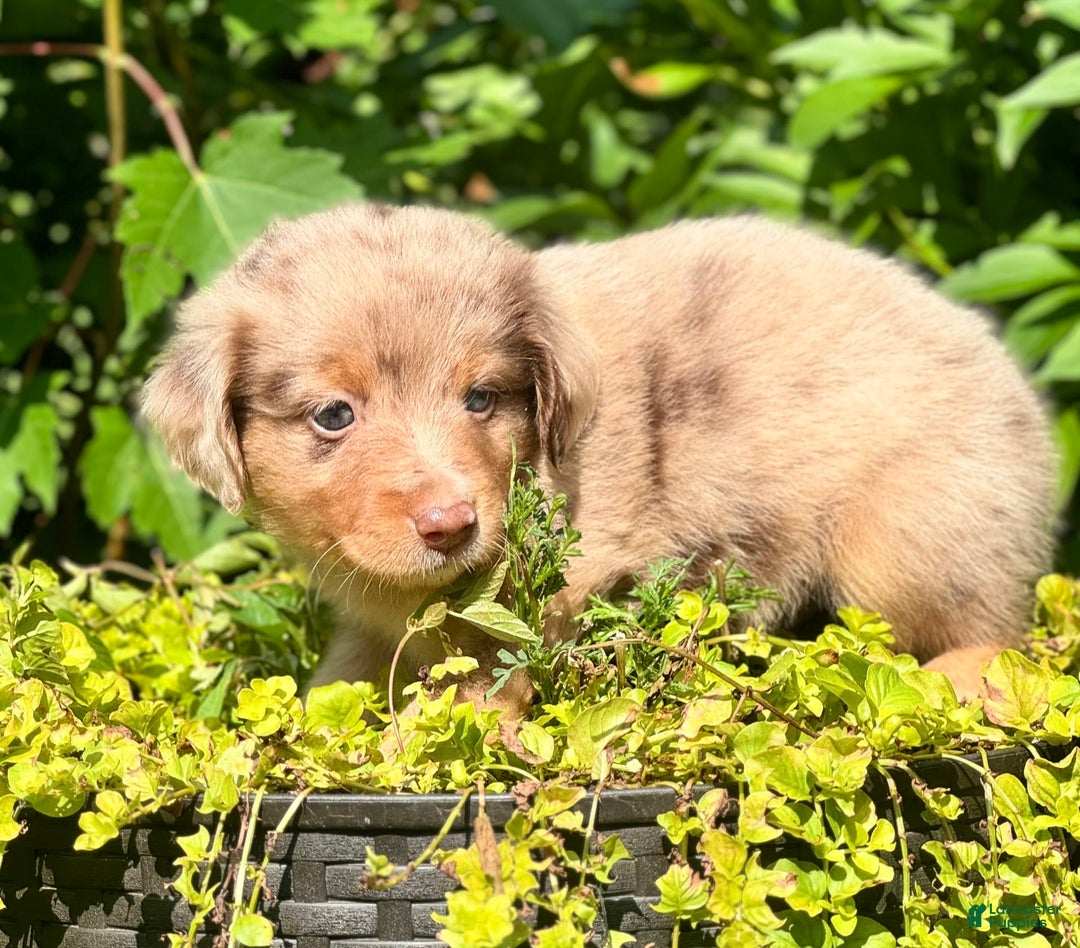 Miniature Australian Shepherd dogs for sale: Louie - Image 2
