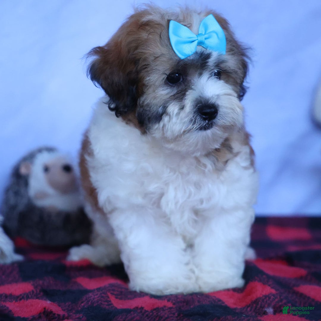 Shihpoo dogs for sale: Hunter - Image 3