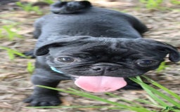 Pug dogs for sale: Jax - Image 7