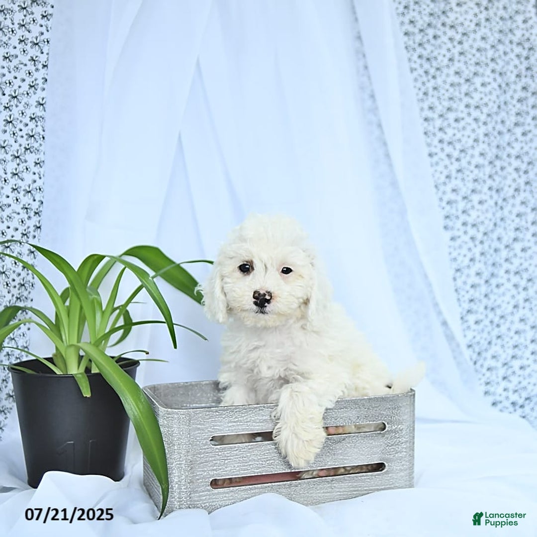 Mini Goldendoodle dogs for sale: Sophie - Image 8