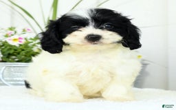 Cavapoo dogs for sale: Gloria - Image 6