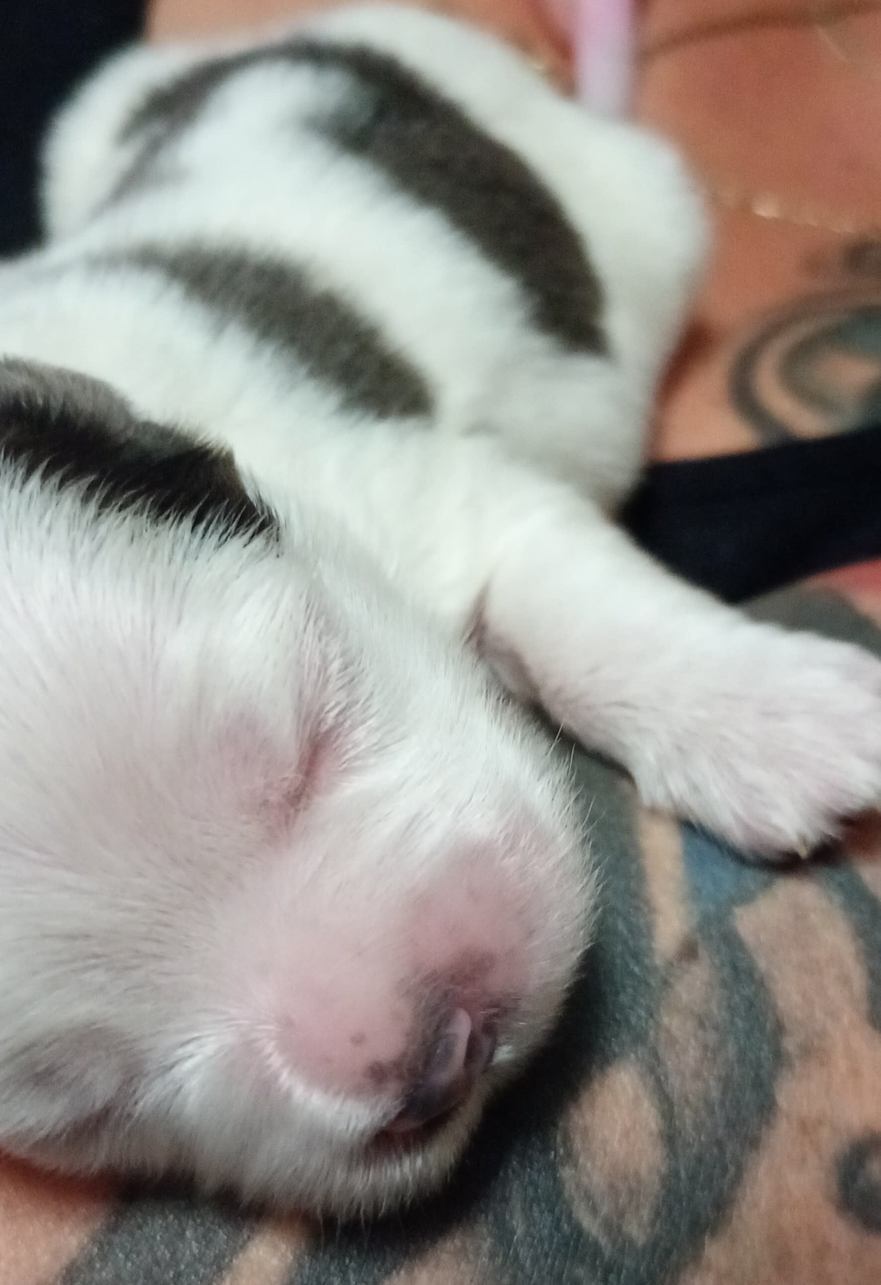 Shih Tzu dogs for sale - Ad 1