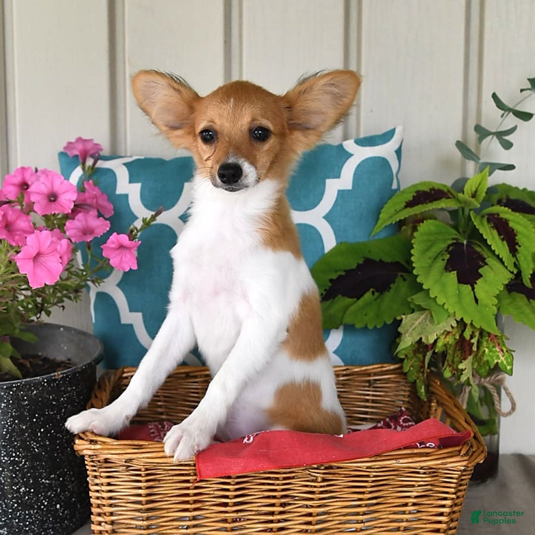 Papillon dogs for sale: Melody - Image 6