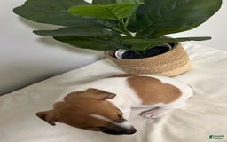 Jack Russell Terrier dogs for sale: Rose - Image 2