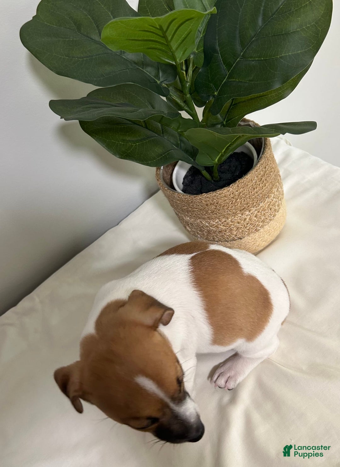 Jack Russell Terrier dogs for sale: Rose - Image 2