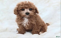 Cavapoo dogs for sale: Adrian - Image 6