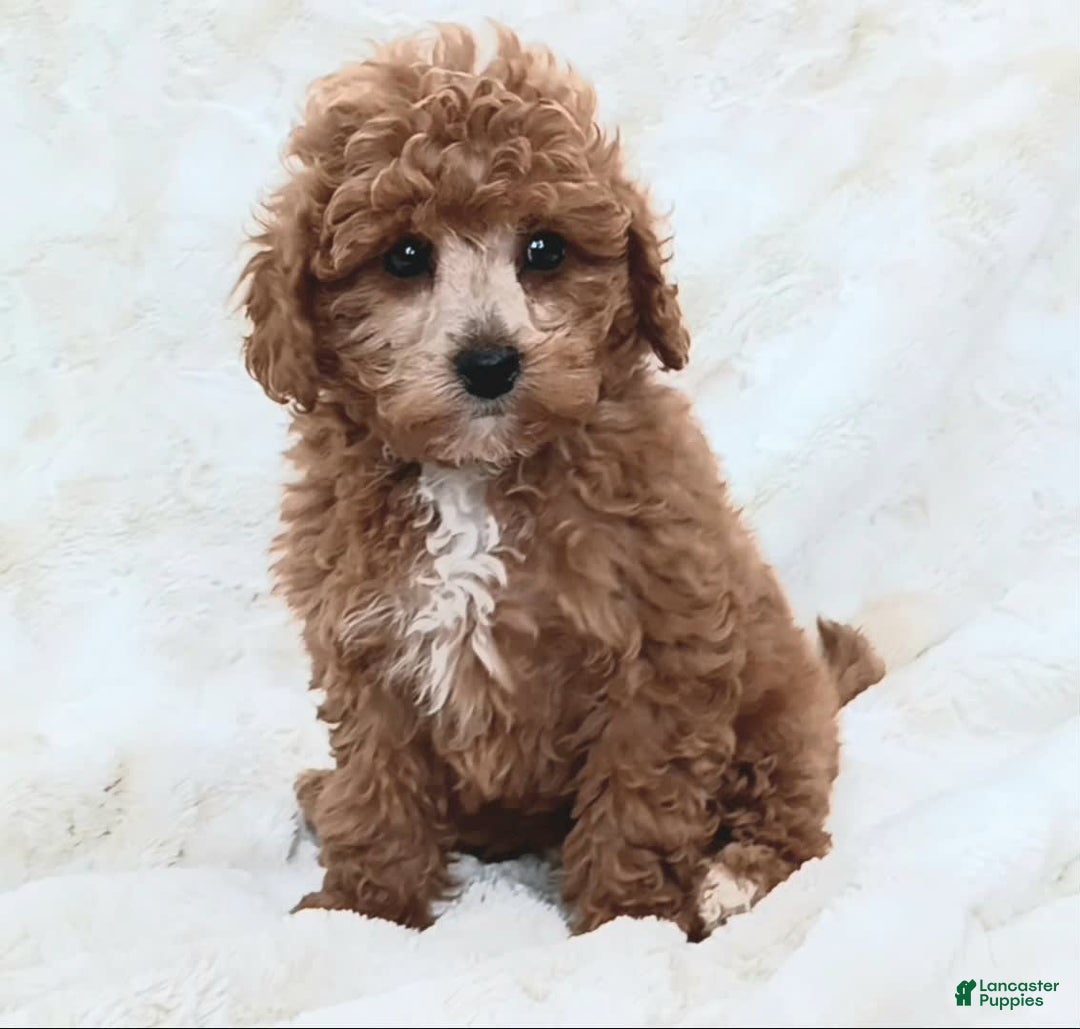 Cavapoo dogs for sale: Adrian - Image 6