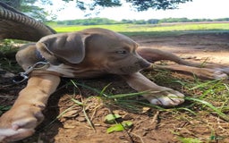 American Bully dogs for sale: Diesel - Image 2