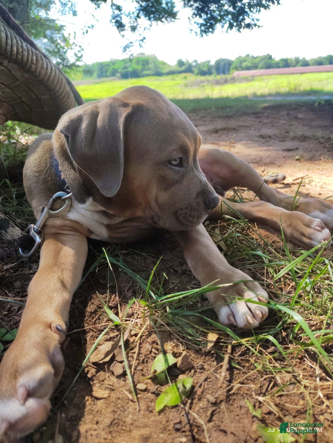 American Bully dogs for sale: Diesel - Image 2