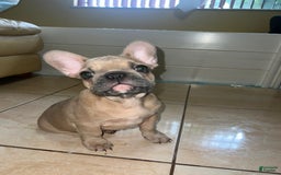 French Bulldog dogs for sale: Beans - Image 1