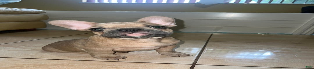 Beans