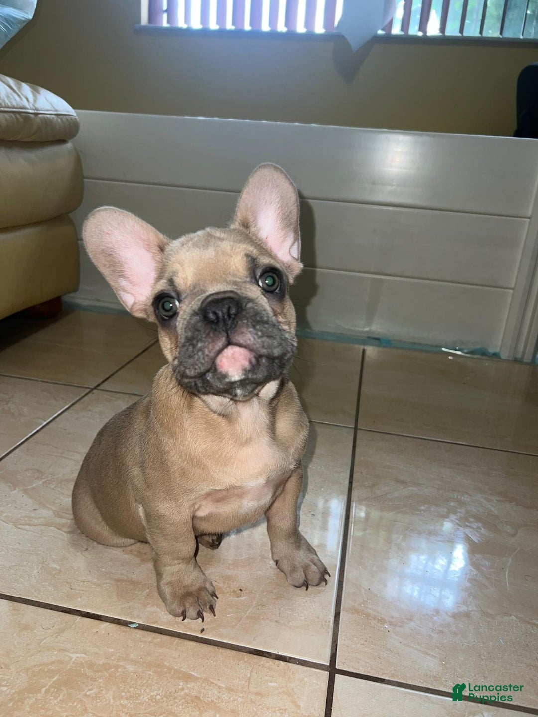 French Bulldog dogs for sale: Beans - Image 1