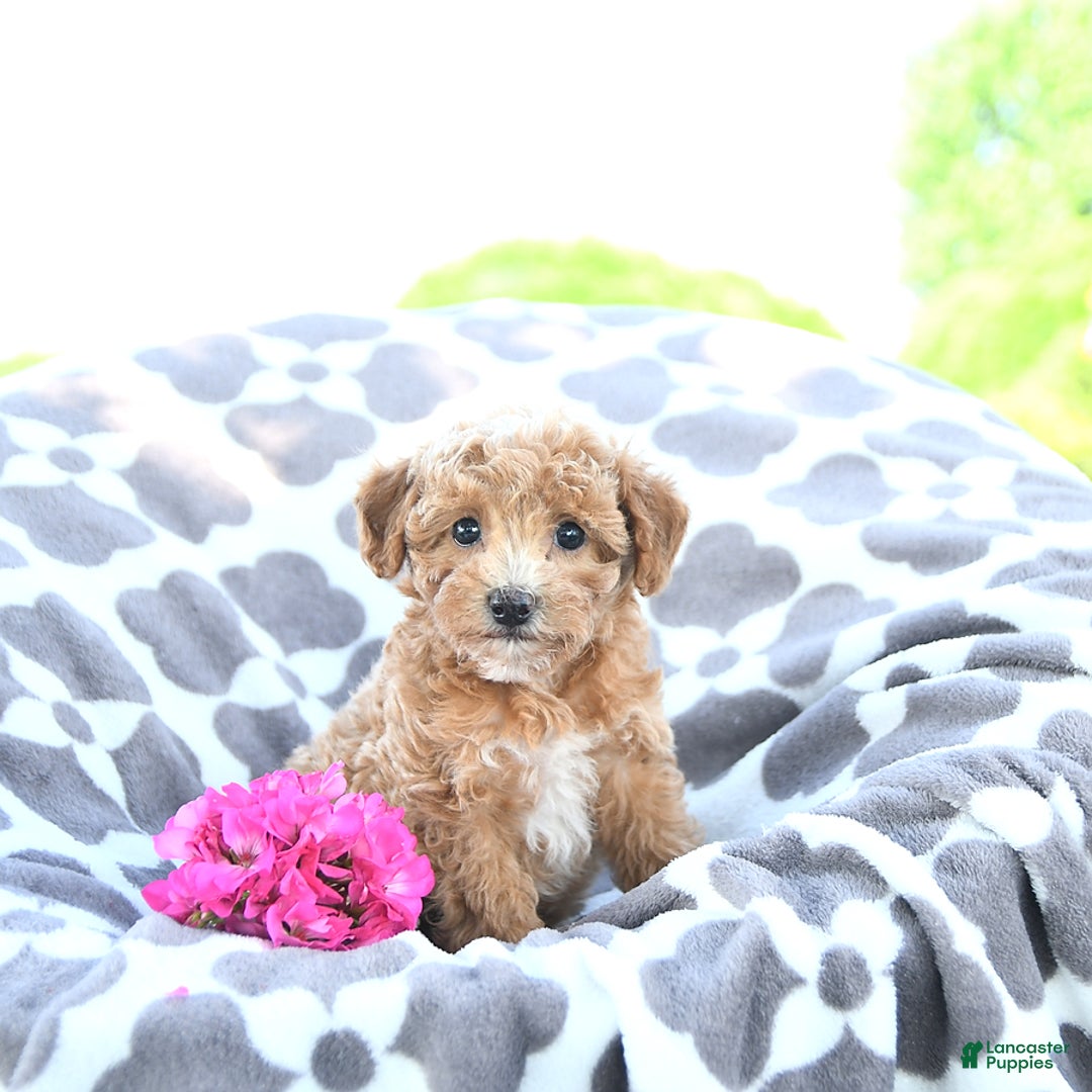 Toy Poodle dogs for sale: Kai - Image 2