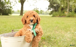 Mini Goldendoodle dogs for sale: Thunder - Image 11