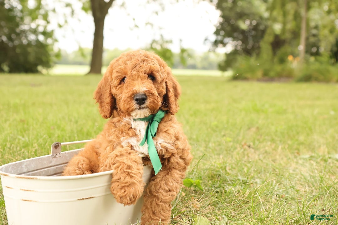 Mini Goldendoodle dogs for sale: Thunder - Image 11