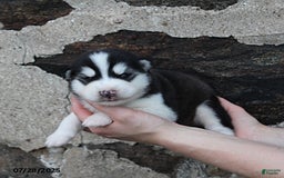 Alaskan Malamute dogs for sale: Axel - Image 2