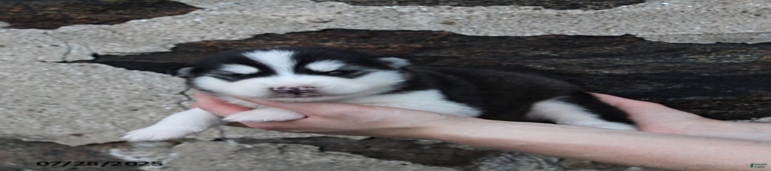 Axel