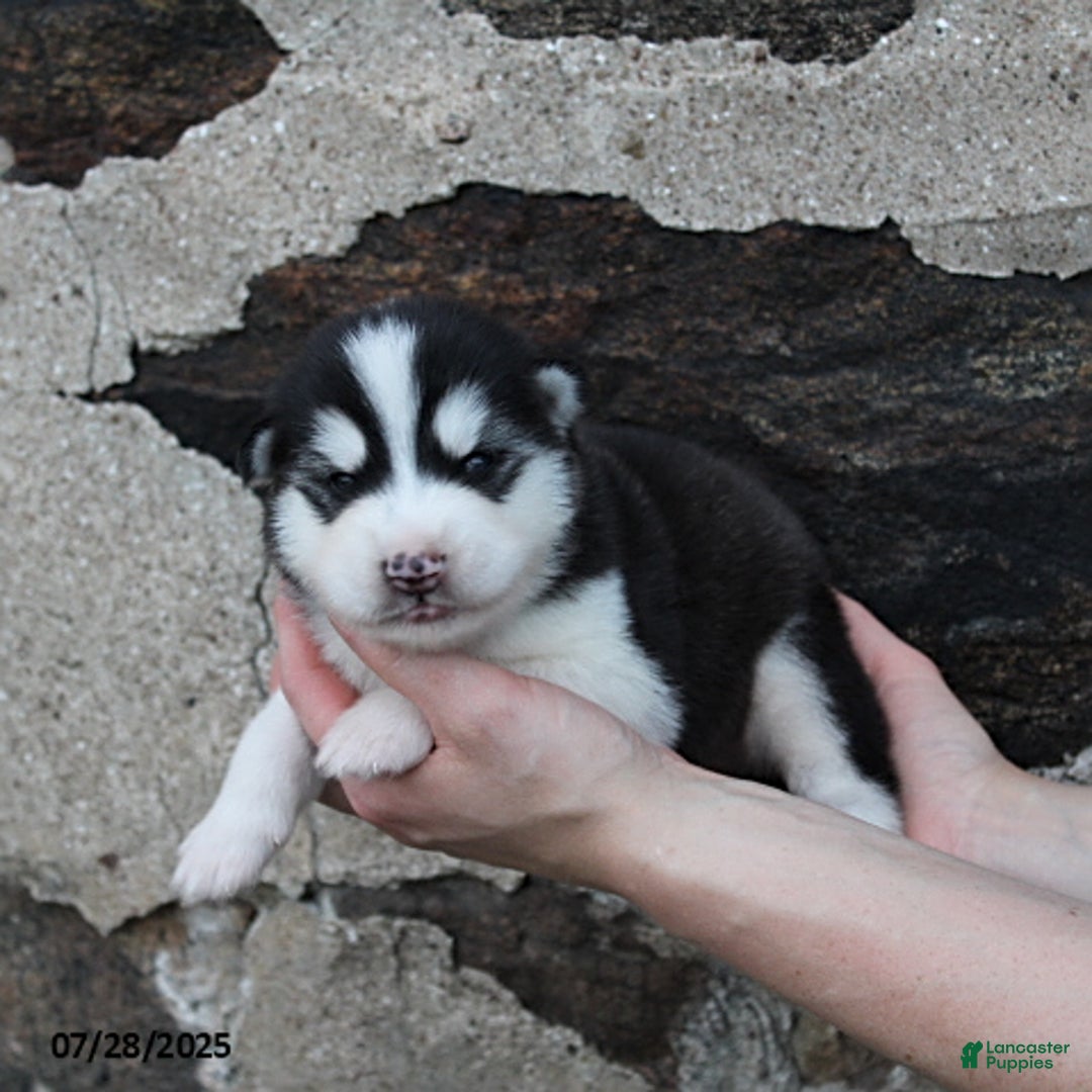 Alaskan Malamute dogs for sale: Axel - Image 2