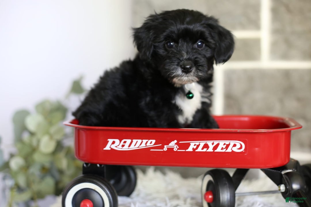 Yorkiepoo dogs for sale: Arrow - Image 18