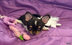 Chihuahua dogs for sale: Fancy Stance - Image 8