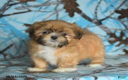 Shih Tzu dogs for sale: Rain - Image 5