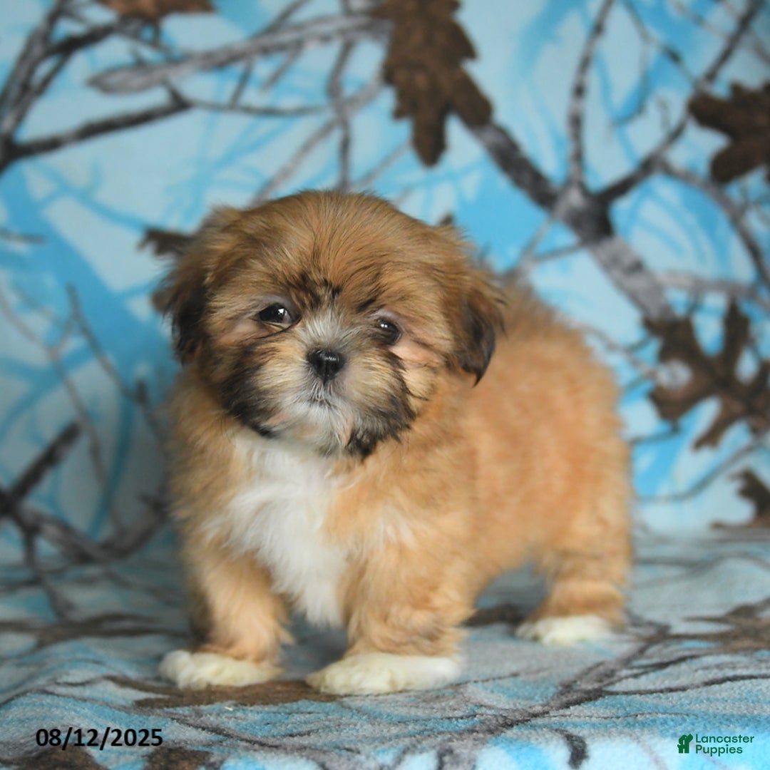 Shih Tzu dogs for sale: Rain - Image 5
