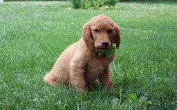 Golden Retriever dogs for sale: Gunther - Image 27