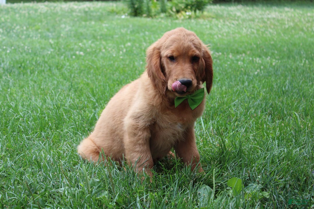 Golden Retriever dogs for sale: Gunther - Image 27