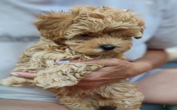 Maltipoo dogs for sale: Andy - Image 2