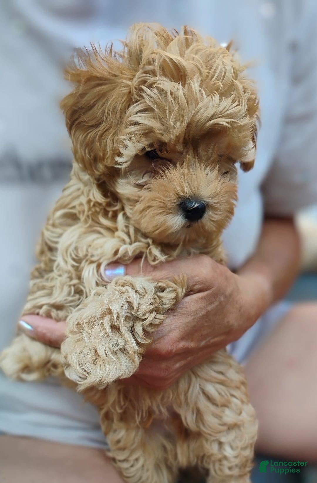 Maltipoo dogs for sale: Andy - Image 2
